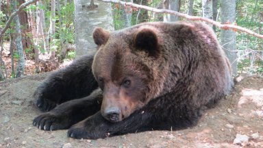 Снимка Парк за мечки Белица Преди да бъде спасен през