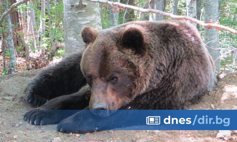 Снимка: Парк за мечки Белица Преди да бъде спасен през