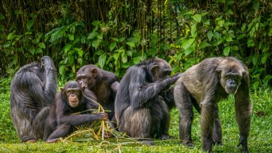 Шимпанзетата запазват способността си да учат до зряла възраст 