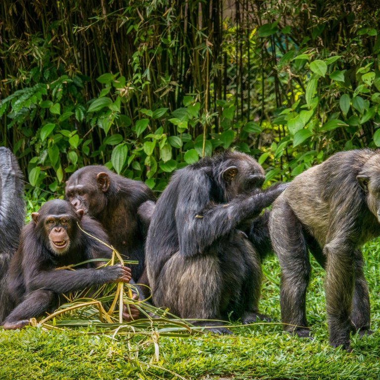 Шимпанзетата запазват способността си да учат до зряла възраст 