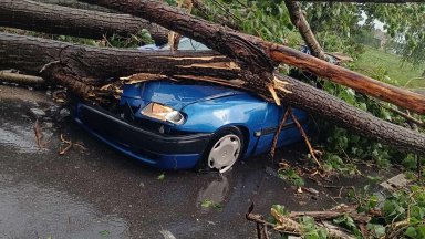 Дърво се стовари върху кола в Пловдивско, шофьорът оцеля по чудо (снимки)