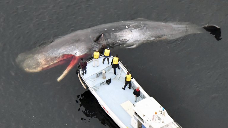Круизен кораб влезе в пристанището на Ню Йорк с 13-метров мъртъв кит, заклещен на носа му (видео)