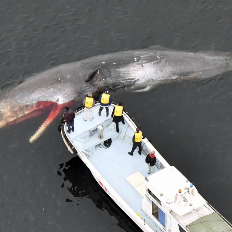 Круизен кораб влезе в пристанището на Ню Йорк с 13-метров мъртъв кит, заклещен на носа му (видео)