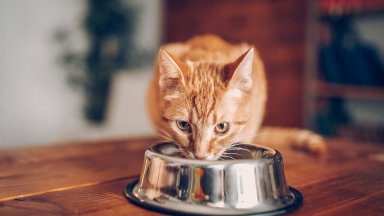 Как да изберем подходяща ветеринарна храна за котка със здравословни проблеми?