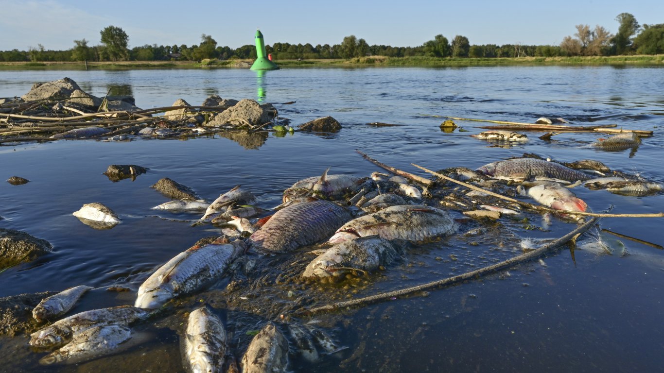 Отровно водорасло отново причини масов мор по рибата в полския участък на река Одер