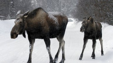 През 1995 г лос стъпква до смърт 71 годишен мъж който