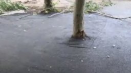 Кв. "Мусагеница" в София осъмна с асфалтирани дървета