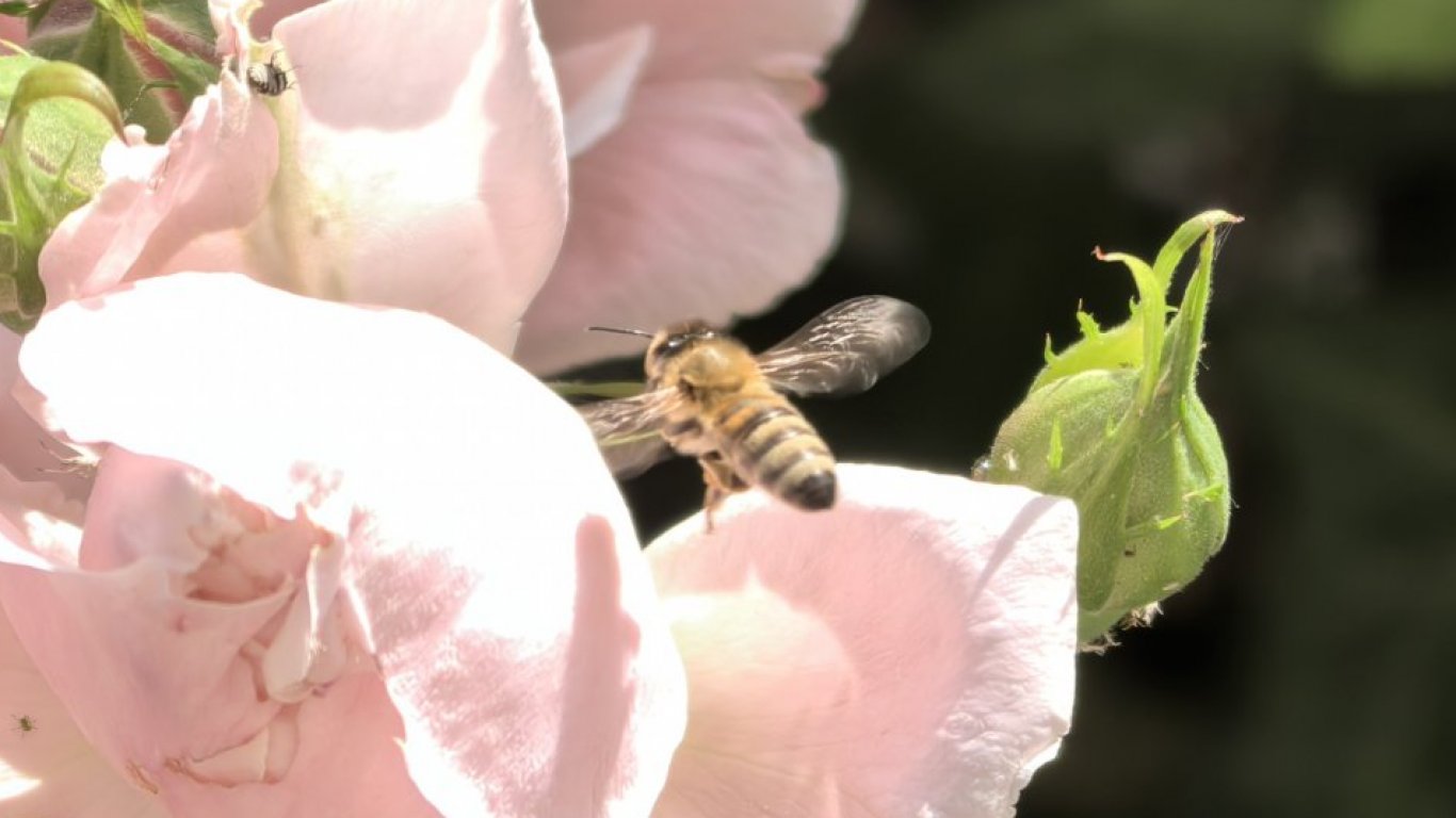 Пчела в полет, заснета с автоматичния режим на Снимка с Huawei Pura 70 Ultra. Смартфонът може дори повече