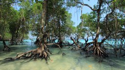 Половината от мангровите гори в света са застрашени от унищожение