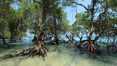 Валдерабано поясни че мангровите гори се нуждаят от помощ за