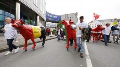 Пластмасови крави шестваха из политическия център на Европа (снимки)