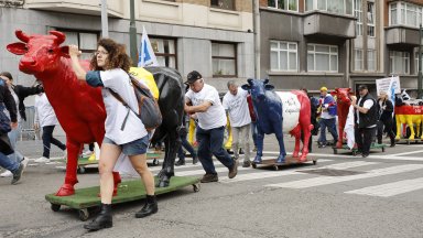 Пластмасови крави шестваха из политическия център на Европа (снимки)