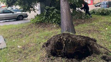 Малко след 17 00 часа е подаден сигнал за падналите стволове