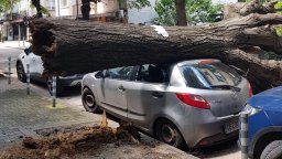 Дърво се стовари върху автомобил, паркиран пред Пето РПУ в София (снимки)