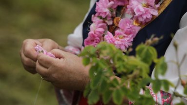 Празникът на розата в Казанлък очаква туристи от цял свят