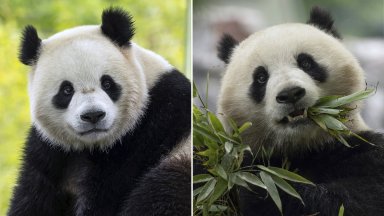 Изявлението идва след като преди месеци американският зоопарк върна три