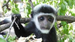 Зоологическата градина в София стана дом на група екзотични маймуни - колобуси