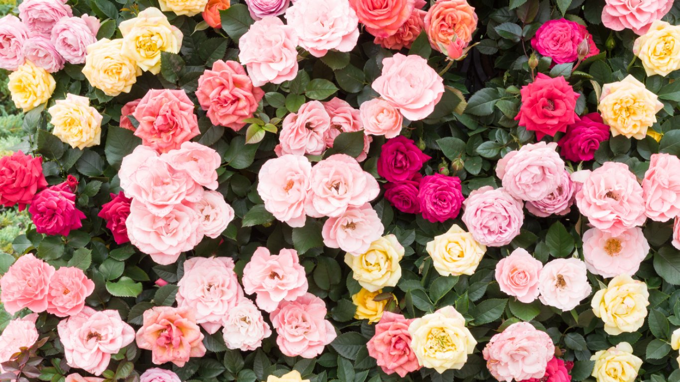 Десетки видове рози ще красят истанбулските паркове през това лято