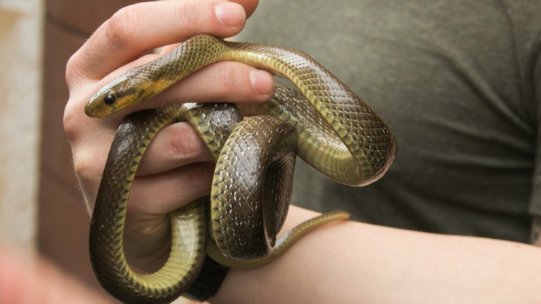 Двама мъже подхвърлиха змия на гише в общинската администрация на Разград