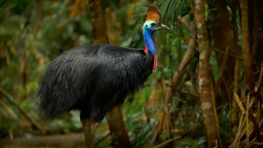 Страховита птица "динозавър" в Австралия е застрашена от изчезване 