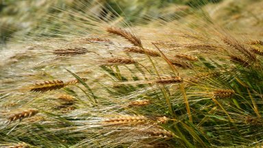 Цената на пшеницата в Европа остава стабилна, в САЩ се покачва през седмицата