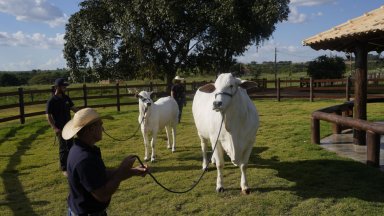 Най-скъпата крава е част от плана на Бразилия да сложи говеждо месо в чинията на всеки по света