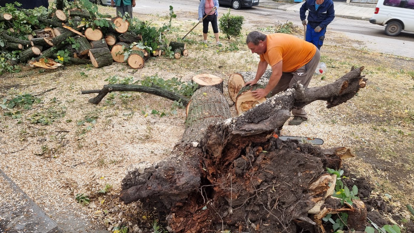 Буря повали десетки дървета в Русе и по пътя за Бяла
