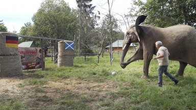 Слон, орангутан и тюлен са оракулите на Евро 2024, дадоха противоречиви прогнози