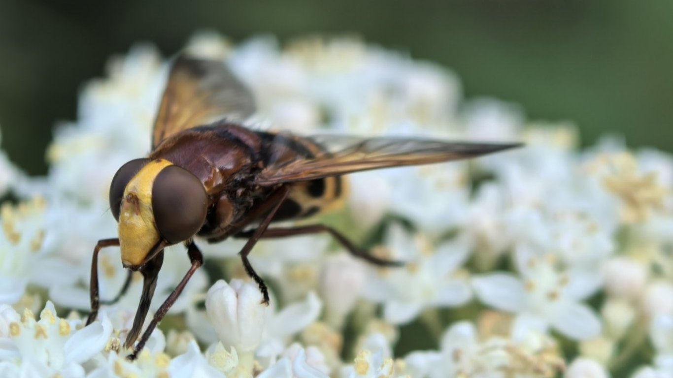 Със супер макро режимът може да снимате насекоми, без да се опасявате от ужилване
