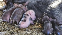 7 мини прасенца се родиха в зоопарка в Бургас (снимки)