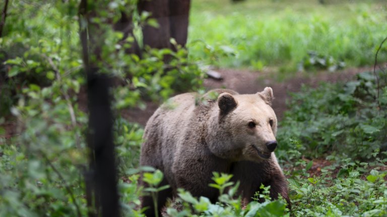 Паркът за мечки край Белица отваря врати за посетители на 1 юли