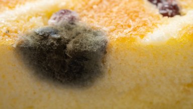 Швейцария изтегля от пазара царевично брашно от Сърбия заради микотоксини