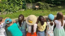 Лисица и малките й изненадаха малчугани в двора на столична детска градина