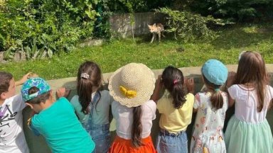 Лисица и малките й изненадаха малчугани в двора на столична детска градина