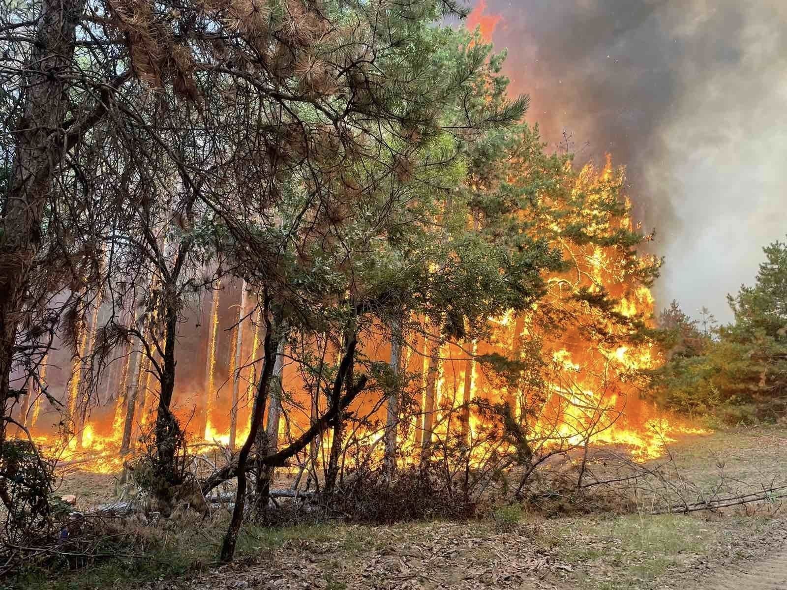 Гората над село Михилци, Хисарско