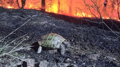 Пожарите превзеха 60 000 дка площ, Средна гора още гори, бедствено положение в Карловско