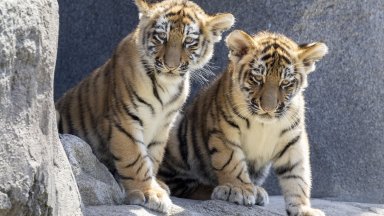 Зоопаркът в Кьолн показа две амурски тигърчета за първи път пред публика