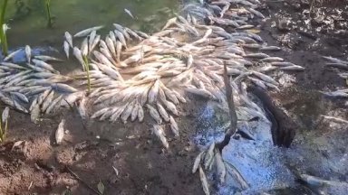 Сигнал за замърсяване на река Черни Лом край русенското село