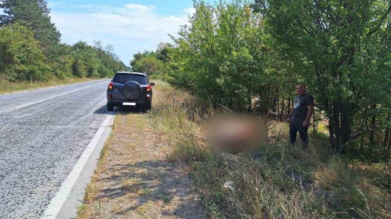 Благороден елен е блъснат и убит на пътя София-Варна 