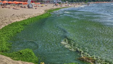 Тонове водорасли притесниха плажуващите по Южното Черноморие