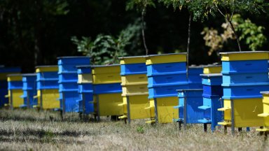 Мечки са нападнали пчелини и са унищожили десетки кошери в