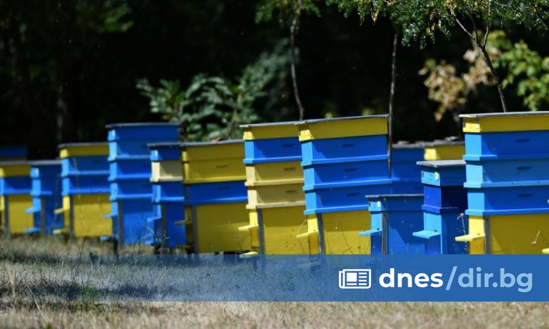 Мечки са нападнали пчелини и са унищожили десетки кошери в