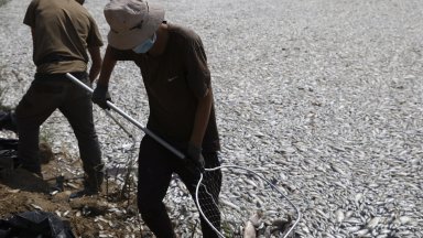 Обявиха бедствено положение във Волос заради тоновете мъртва риба по брега (снимки)