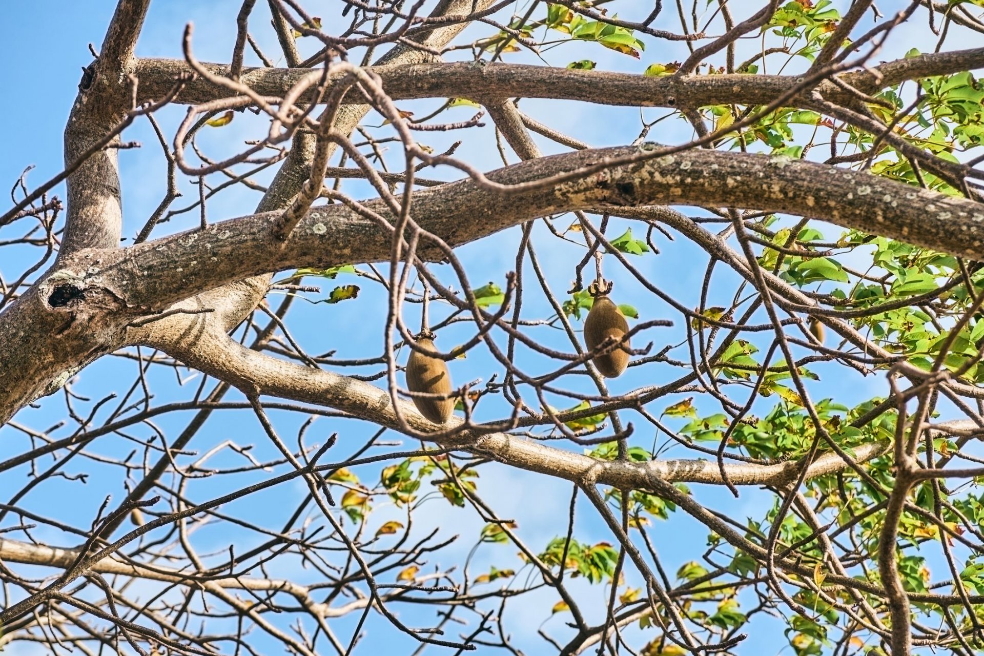 Плодове на голямо дърво баобаб (Adansonia digitata) в саваната по време на сухия сезон