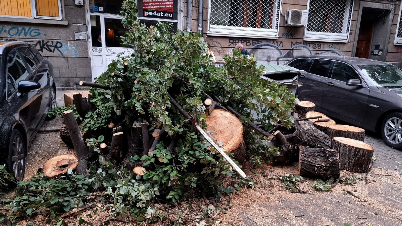 Получени са два сигнала за паднали дървета заради силния вятър в столицата