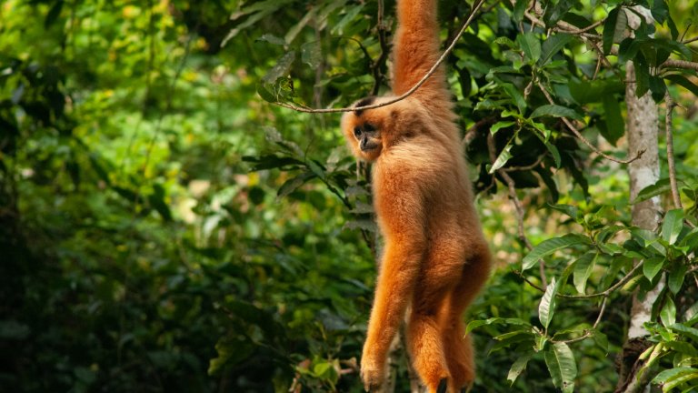 Половината държави спазиха срока на ООН за доклади за биоразнообразието