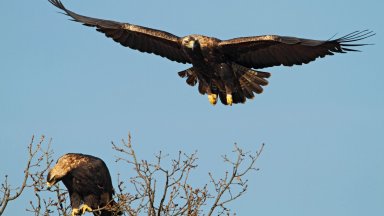 25-годишен рекорд: 48 царски орли се излюпиха в България 