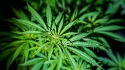 Разкриха наркооранжерия с над 500 растения във варненския квартал "Галата"
