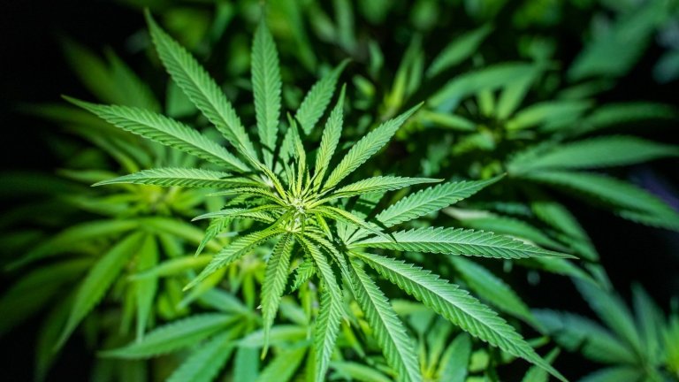 Полицията в Северна Македония конфискува 40 тона марихуана