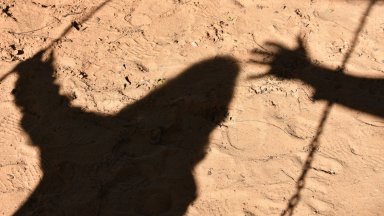 Обвиниха мъж, отвлякъл, упоил и изнасилил 13-годишна в хижа край Челопеч 